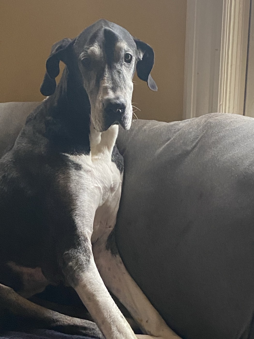 Great Dane sitting comfortably on a sofa