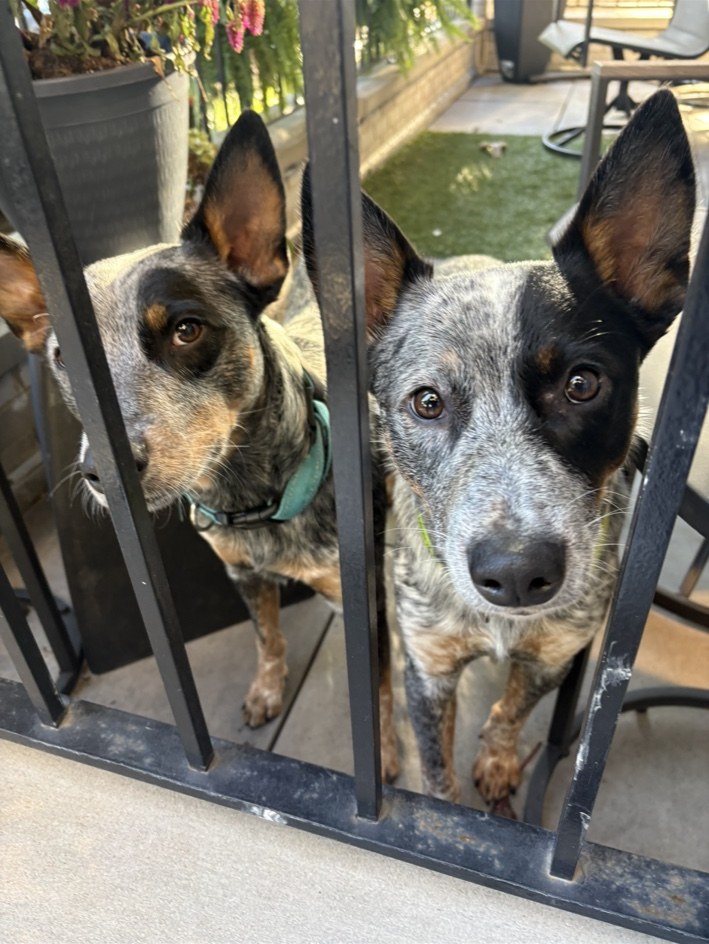 Two alert cattle dogs relaxing on a Bucktown porch