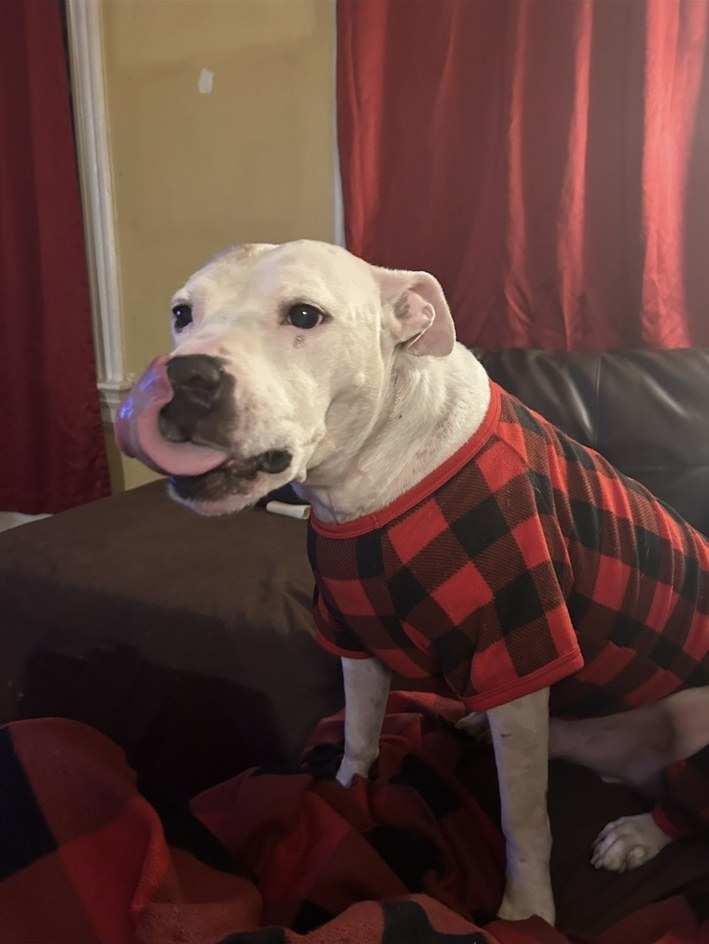 White dog in a red plaid sweater relaxing on the sofa