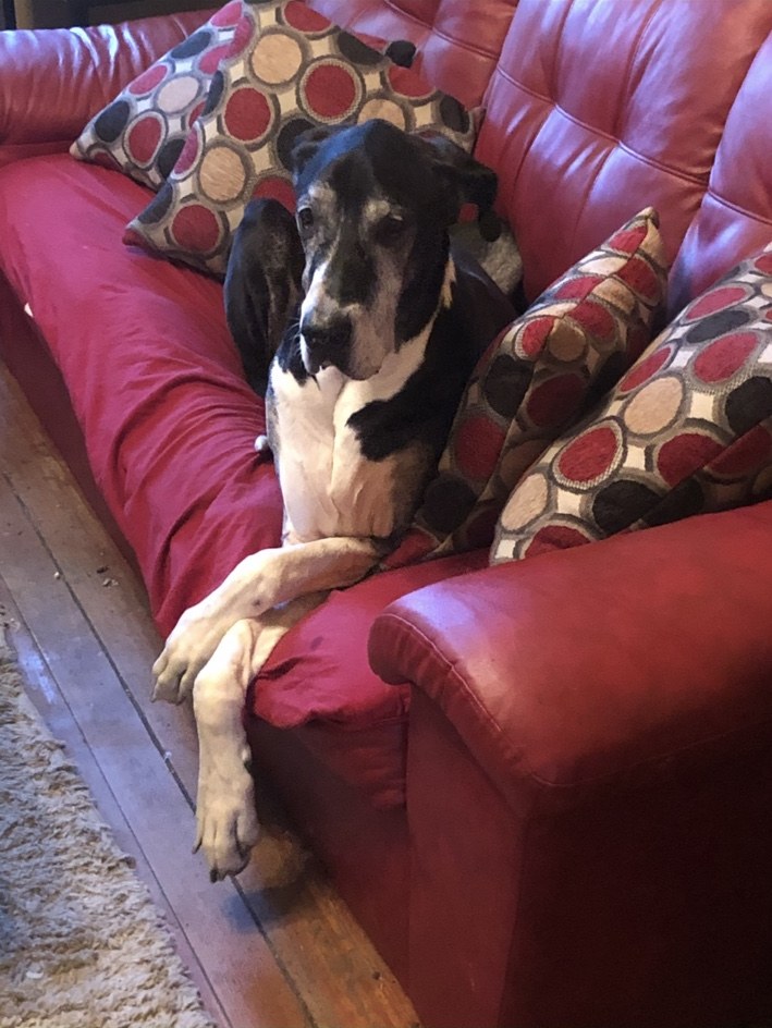 Great Dane relaxing on a red sofa with crossed paws