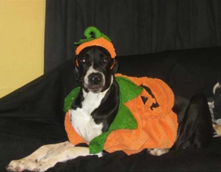 Great Dane dressed in a pumpkin costume